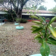 Mais de 50 mudas foram plantadas por alunos através de vaquinhas e doações